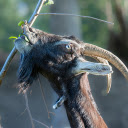 Long bearded goat  screen for extension Chrome web store in OffiDocs Chromium