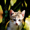 Long bearded kitten  screen for extension Chrome web store in OffiDocs Chromium