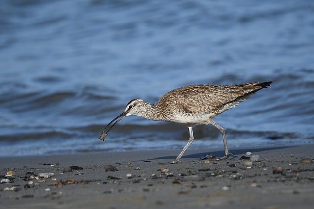 Free download long billed curlew whimbrel bird free picture to be edited with GIMP free online image editor