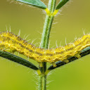 Long Caterpillar  screen for extension Chrome web store in OffiDocs Chromium Long Caterpillar  screen for extension Chrome web store in OffiDocs Chromium