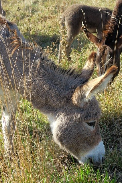 Free download Long Eared Donkey Dog -  free photo or picture to be edited with GIMP online image editor