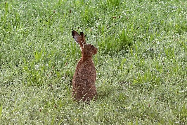 Free download Long Eared Hare Rabbit -  free photo or picture to be edited with GIMP online image editor