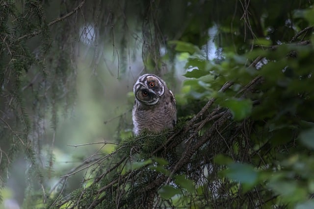 Free download long eared owl bird perched owl free picture to be edited with GIMP free online image editor
