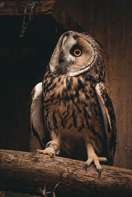 Free download long eared owl cat owl bird of prey free picture to be edited with GIMP free online image editor