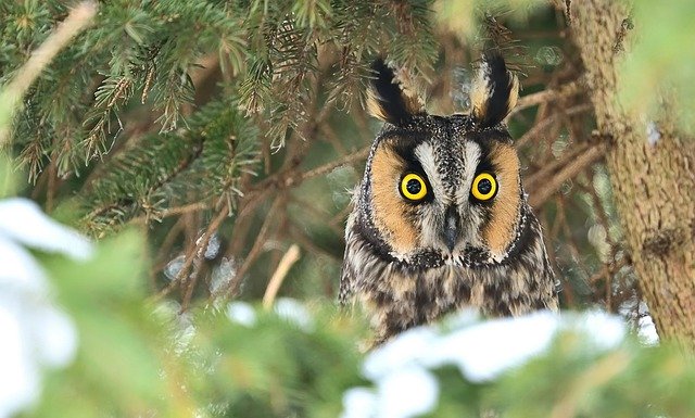 Скачать бесплатно Long Eared Owl Forest - бесплатное фото или изображение для редактирования с помощью онлайн-редактора изображений GIMP