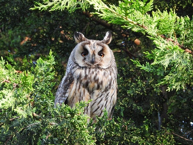 Free download long eared owl owl bird of prey free picture to be edited with GIMP free online image editor
