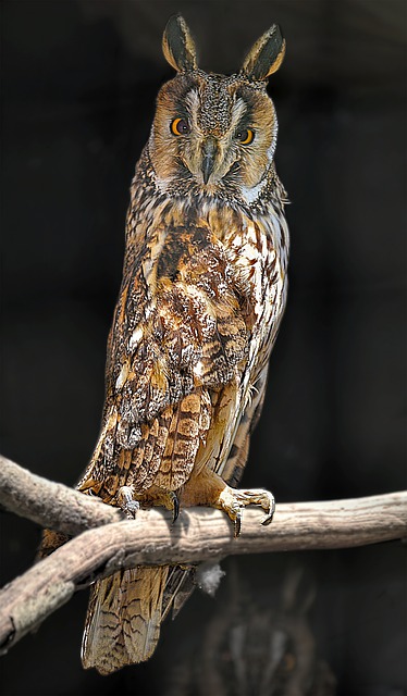 Free download long eared owl owl perched animal free picture to be edited with GIMP free online image editor