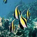 long face butterfly fish wallpaper...  screen for extension Chrome web store in OffiDocs Chromium