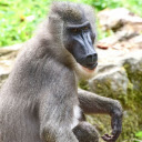 Long faced monkey  screen for extension Chrome web store in OffiDocs Chromium