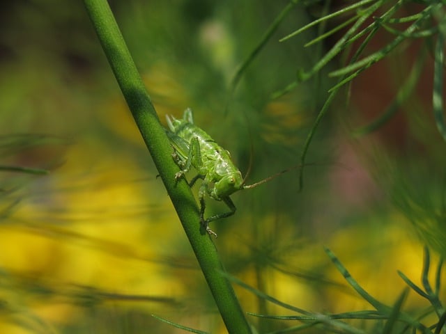 Free download long feeler horror grasshopper free picture to be edited with GIMP free online image editor