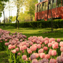 Long flower bed on the side of the road  screen for extension Chrome web store in OffiDocs Chromium Long flower bed on the side of the road  screen for extension Chrome web store in OffiDocs Chromium