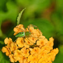 Long green spider  screen for extension Chrome web store in OffiDocs Chromium