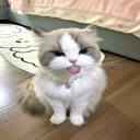 longhair cat wallpaper in cream gray  screen for extension Chrome web store in OffiDocs Chromium