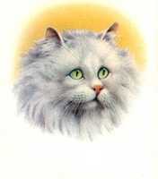 Free download Long Haired Chinchilla Cat free photo or picture to be edited with GIMP online image editor