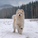 Long haired white dog  screen for extension Chrome web store in OffiDocs Chromium