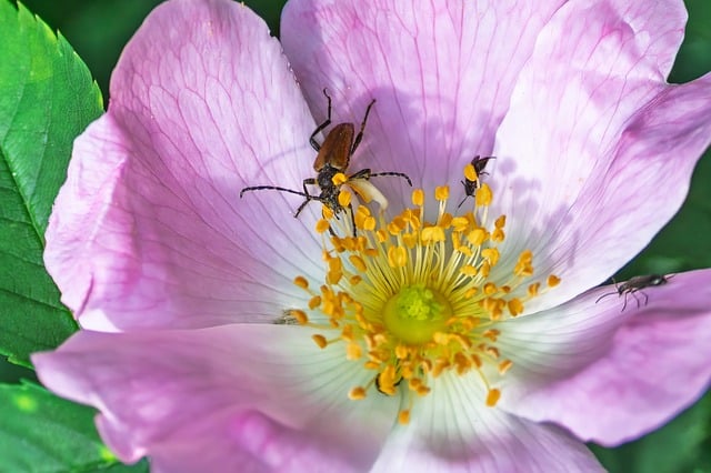 Free download longhorn beetle beetle dog rose free picture to be edited with GIMP free online image editor