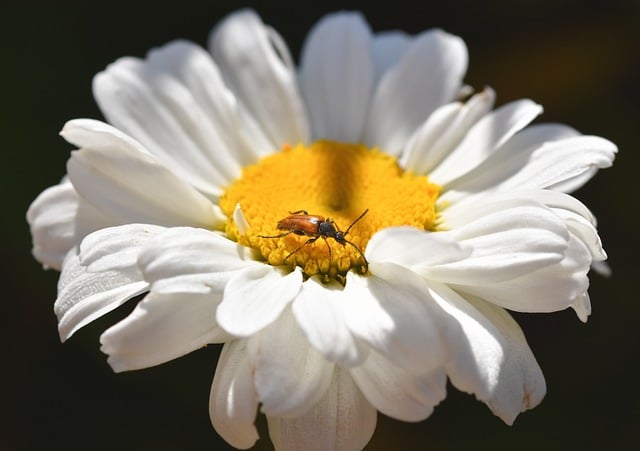 Free download longhorn beetle beetle insect free picture to be edited with GIMP free online image editor