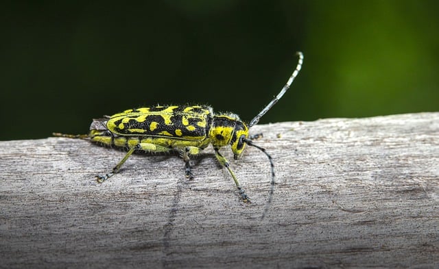 Scarica gratuitamente l'immagine gratuita dei parassiti degli insetti dello scarabeo longhorn da modificare con l'editor di immagini online gratuito di GIMP