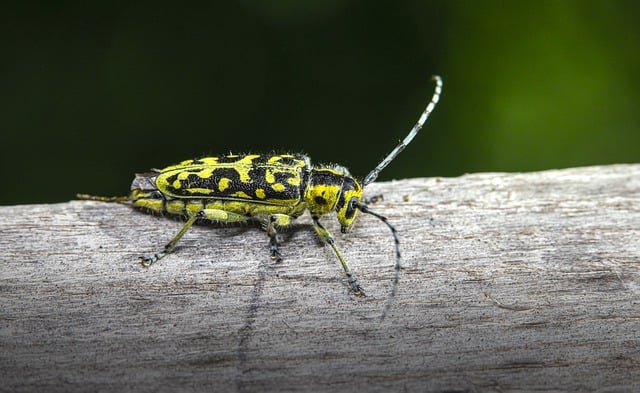 Free download longhorn beetle beetle insect pest free picture to be edited with GIMP free online image editor