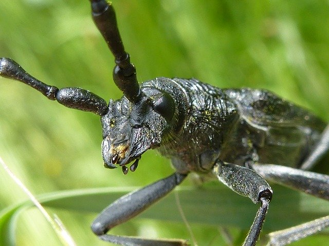 Descărcare gratuită Longhorn Beetle Insect - fotografie sau imagini gratuite pentru a fi editate cu editorul de imagini online GIMP