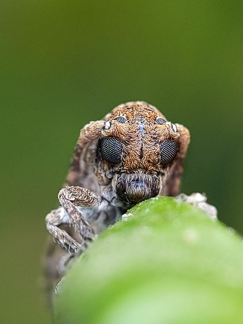 Kostenloser Download von Longhornbeetle-Makro-Natur-Insekten, kostenloses Bild zur Bearbeitung mit dem kostenlosen Online-Bildeditor GIMP