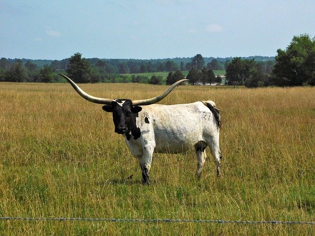 Free download Longhorn Bovine Arkansas -  free photo or picture to be edited with GIMP online image editor