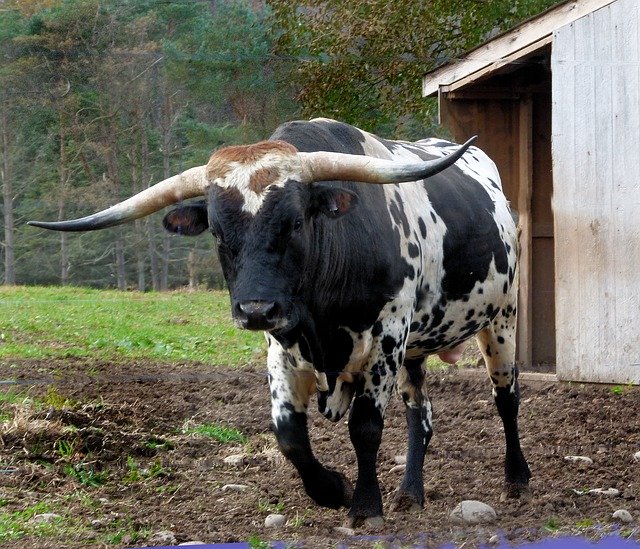 Free download Long Horn Longhorn -  free photo or picture to be edited with GIMP online image editor