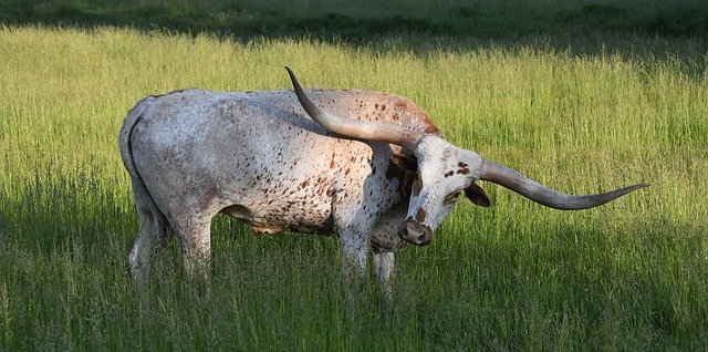 Free picture Longhorn Texas Cattle -  to be edited by GIMP free image editor by OffiDocs