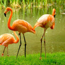 Long legged birds  screen for extension Chrome web store in OffiDocs Chromium