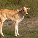 Long legged calf  screen for extension Chrome web store in OffiDocs Chromium