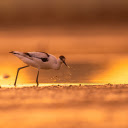Long legged white bird  screen for extension Chrome web store in OffiDocs Chromium