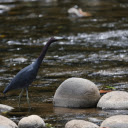 Long necked bird on the bank of a stream  screen for extension Chrome web store in OffiDocs Chromium