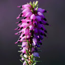 Long purple flower branches  screen for extension Chrome web store in OffiDocs Chromium