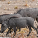 Long snout pig  screen for extension Chrome web store in OffiDocs Chromium