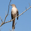 Long tailed Bird  screen for extension Chrome web store in OffiDocs Chromium