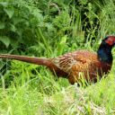 Long tailed chicken  screen for extension Chrome web store in OffiDocs Chromium