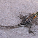 Long tailed lizard  screen for extension Chrome web store in OffiDocs Chromium