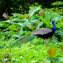 Long tailed Peacock  screen for extension Chrome web store in OffiDocs Chromium