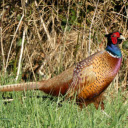 Long tailed Pheasant  screen for extension Chrome web store in OffiDocs Chromium