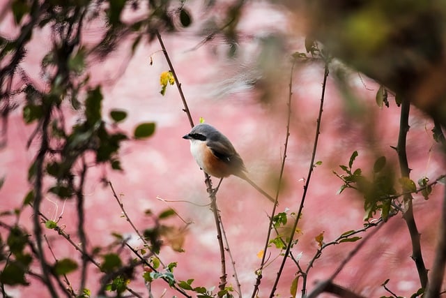 Free download long tailed shrike bird india avian free picture to be edited with GIMP free online image editor