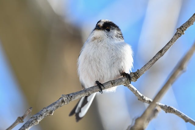 Free download long tailed tit bird animal free picture to be edited with GIMP free online image editor