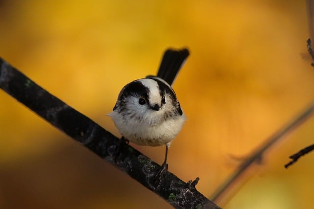 Free download long tailed tit bird animal tit free picture to be edited with GIMP free online image editor