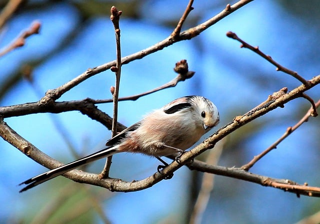 Free download long tailed tit bird branch tit free picture to be edited with GIMP free online image editor