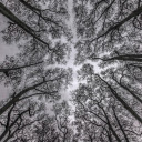 Looking Up  screen for extension Chrome web store in OffiDocs Chromium