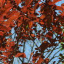 Looking Up Through Red Leaves  screen for extension Chrome web store in OffiDocs Chromium