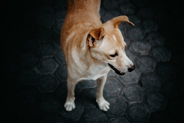 Download grátis Look Standing Dog - foto ou imagem grátis para ser editada com o editor de imagens online GIMP