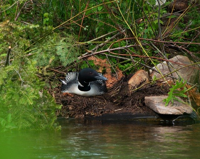 Download gratuito Loon Nest Bird - foto o immagine gratuita da modificare con l'editor di immagini online di GIMP