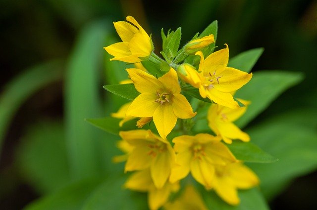 Descărcare gratuită Loosestrife Dotted - fotografie sau imagini gratuite pentru a fi editate cu editorul de imagini online GIMP