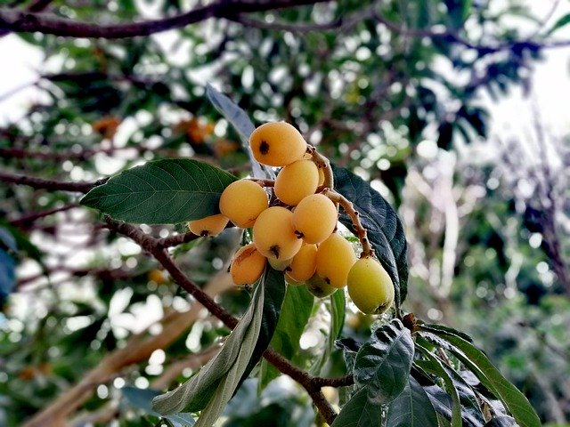 Free download Loquat Plant Eriobotrya Japonica -  free photo or picture to be edited with GIMP online image editor