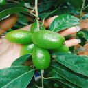 loquat wallpaper  screen for extension Chrome web store in OffiDocs Chromium